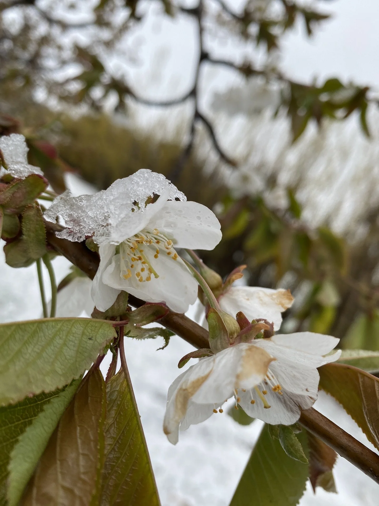 Cherries — Free Local News ⭑ The Dalles, Hood River, Dufur